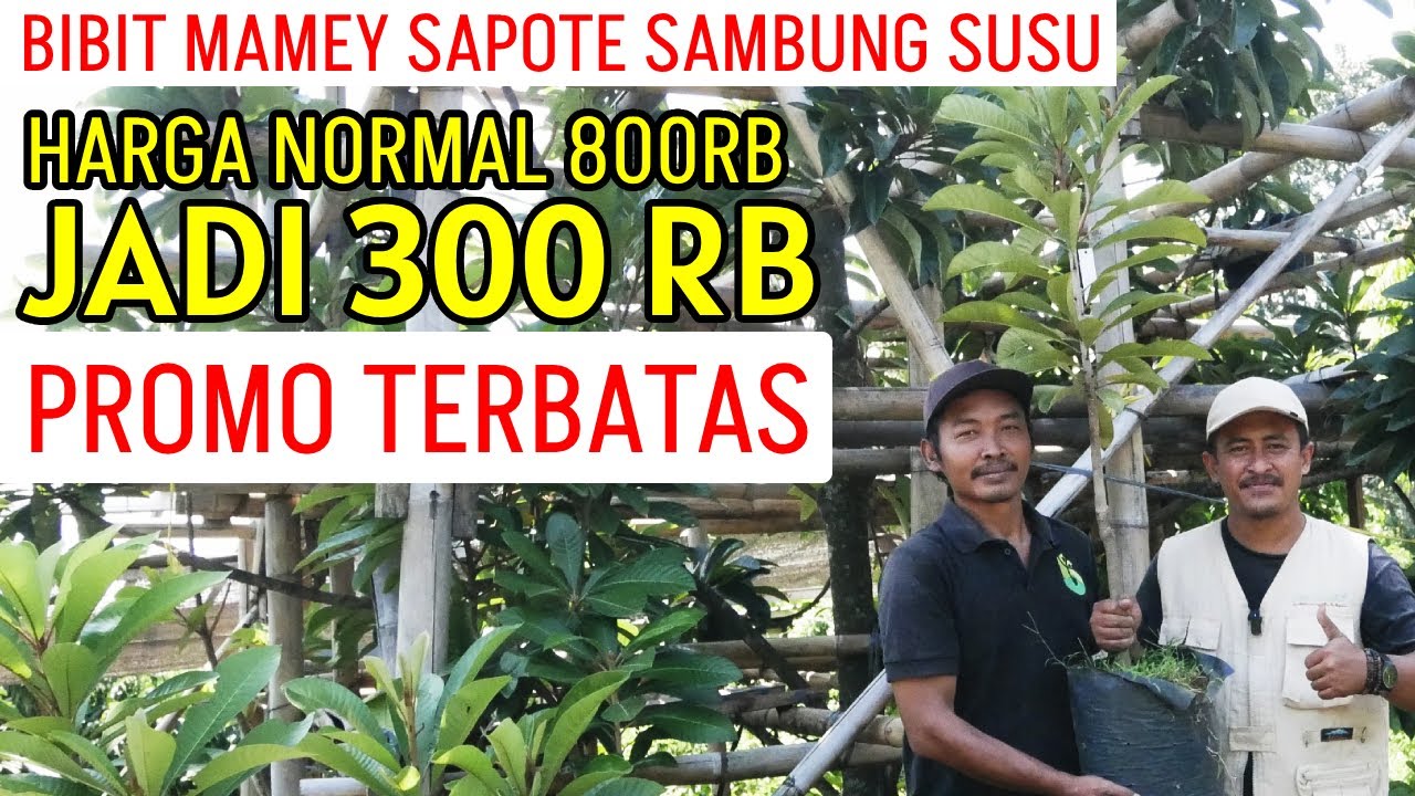 Banting Harga, Bibit Mamey Sapote Sambung Susu | PROMO HUT RI KE 79