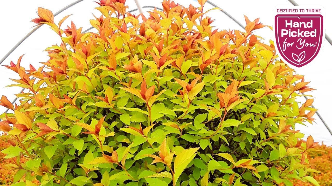 Spiraea Magic Carpet // Hardy, Tough, Resilient, Easy to Grow & Very Colorful Dwarf Shrub👍👏👌😉