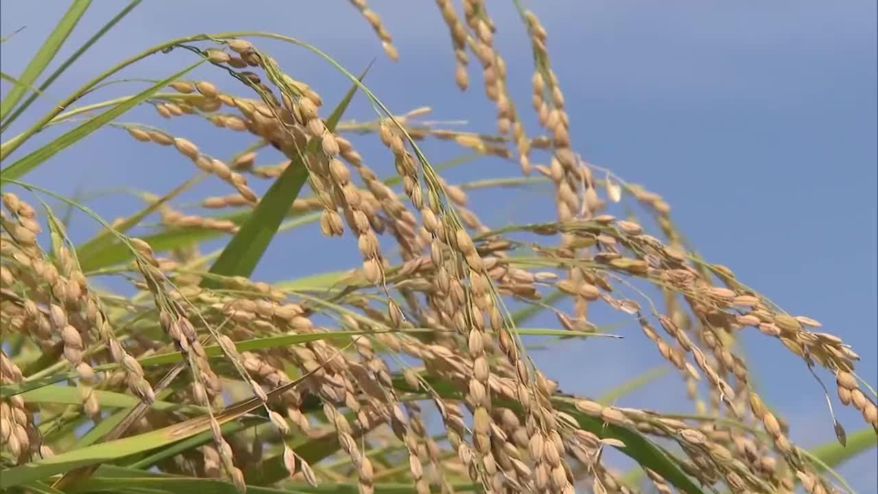 栃木県内のコメ「概算金」 過去最高額に 消費者と生産者の声は