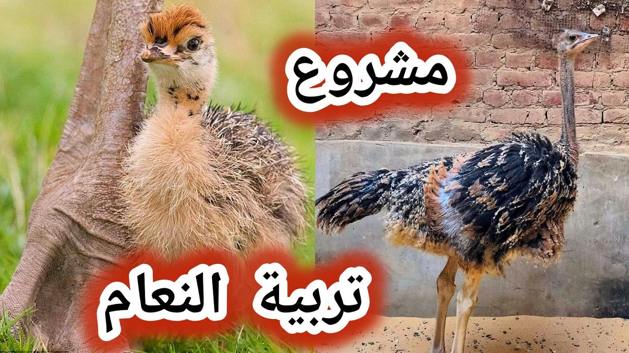 دراسه جدوى تربية و تسمين 10 كتاكيت نعام ارباح تصل 130 الف والأرباح عاليه ومشروع ناجح #النعامة#تربية