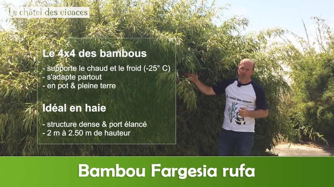 Fargesia rufa