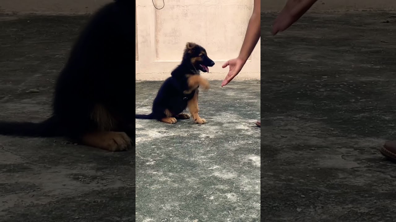 German shepherd  puppy learn sit and hello command🐕&zwj;🦺#dog #germanshepherd #pets
