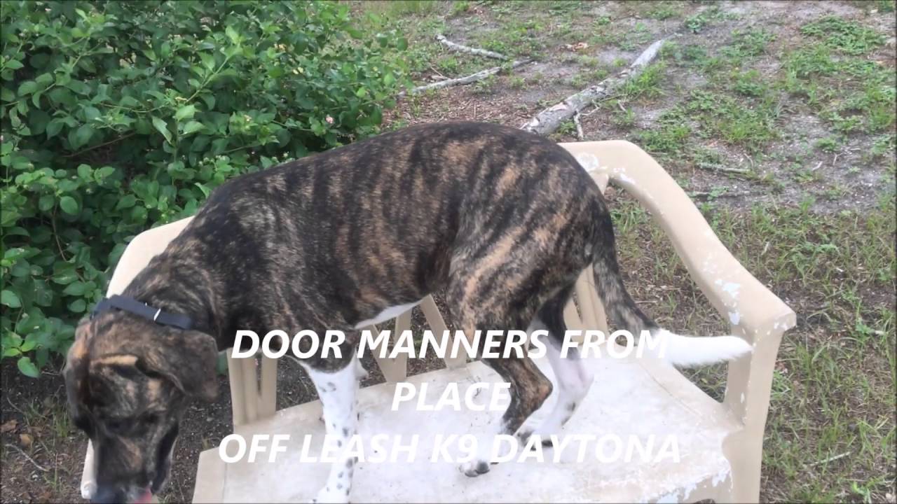 2yr old Plott Hound 