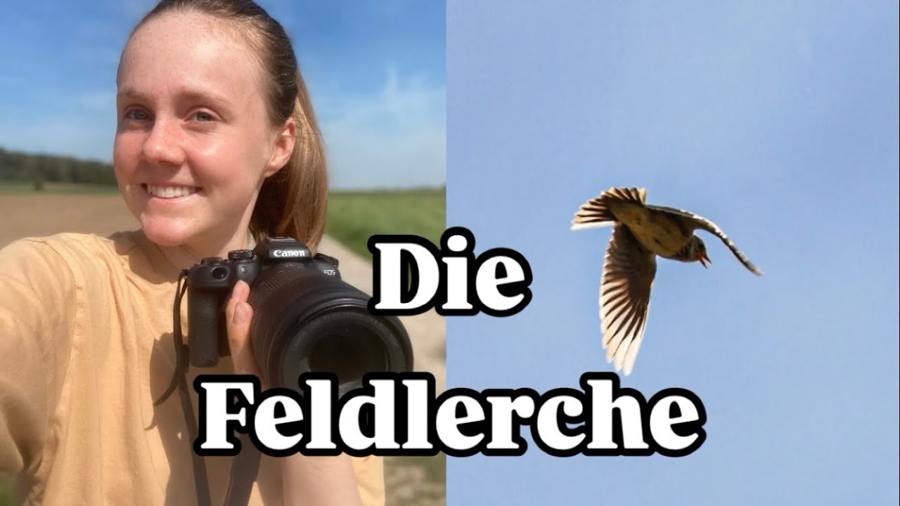 Meine Begegnungen mit den FELDLERCHEN 🥰🤯🌻🐤 | Felvogel - Kartierung 2024 🧡