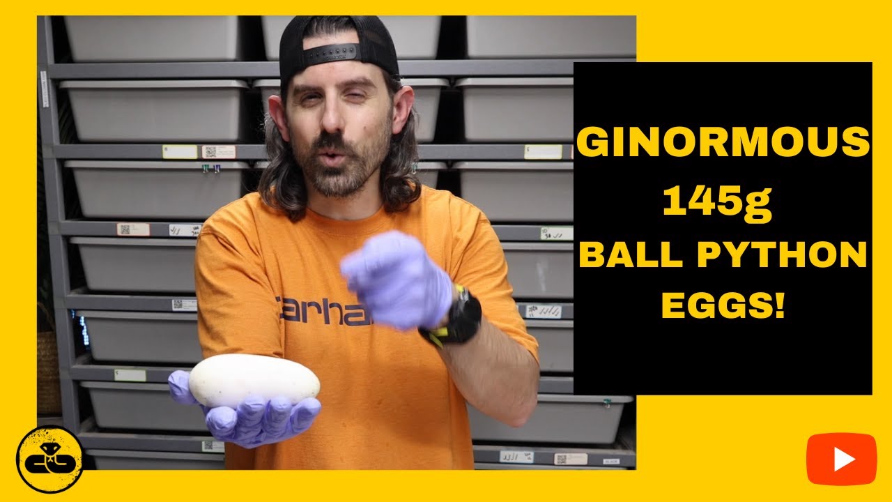 GINORMOUS!!! 145G BALL PYTHON EGGS AND 8 GENE ULTRAMEL POTENTIAL!
