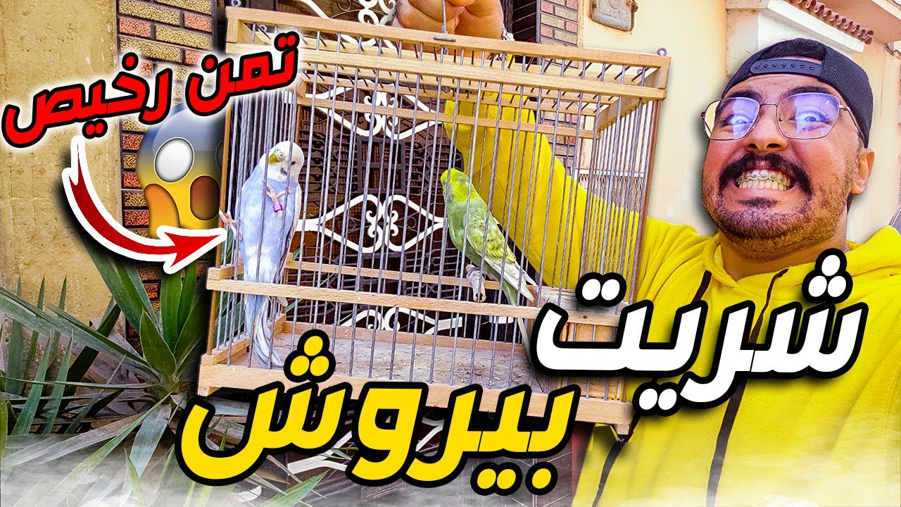 أخيراً😍... شريت أحسن طيور جداد 😯..و بتمن وااعر 😂💥