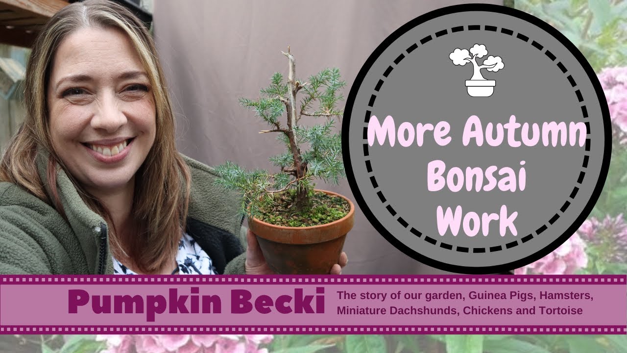 Tackling more Autumn work on my Bonsai collection