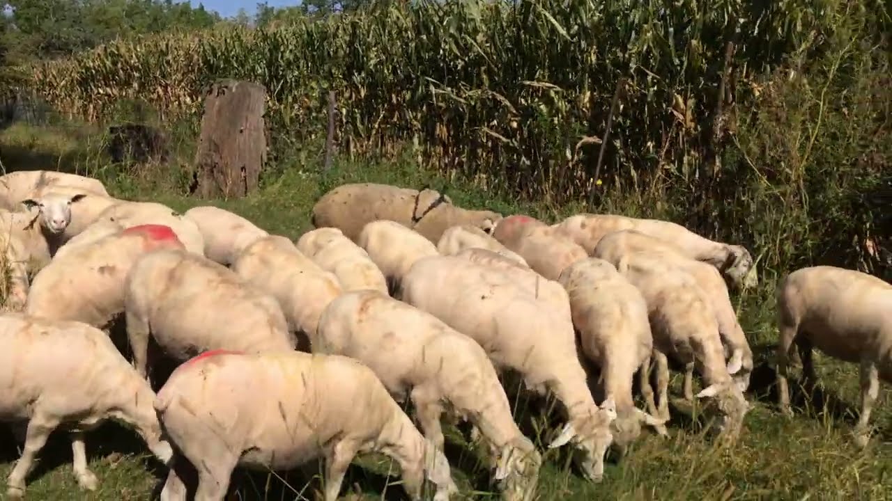 Largest Ile-De-France sheep breeding group of the year.