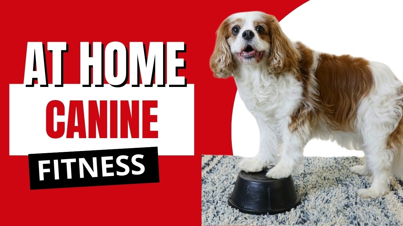 Canine Fitness and Fun at Home | Interview with Animal Physical Therapist Dr. Sam Wisbon Amodeo