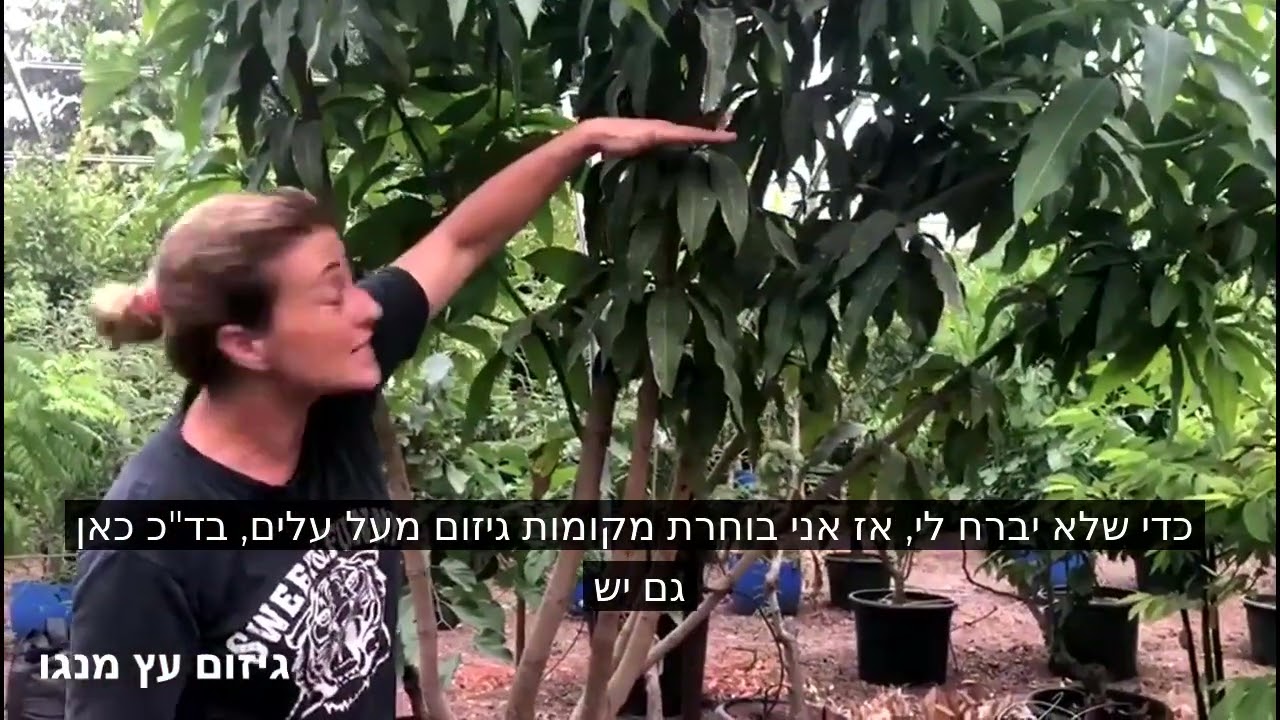 משתלת ולך-גיזום עץ מנגו