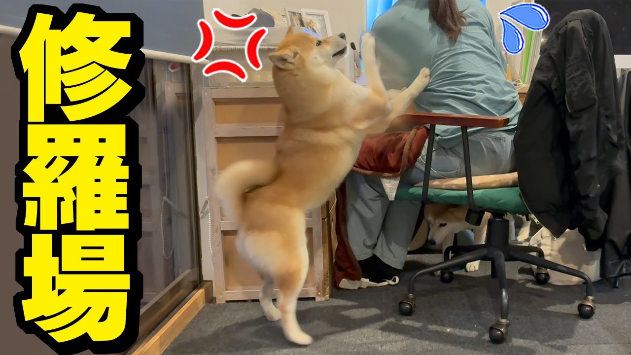 突然、柴犬が噛みつき犬パンチ連打でブチギレたので修羅場になりました…