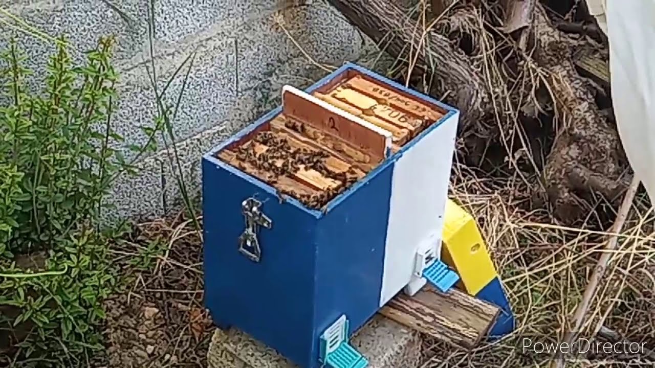 Q2 κυψελιδιο στην πράξη