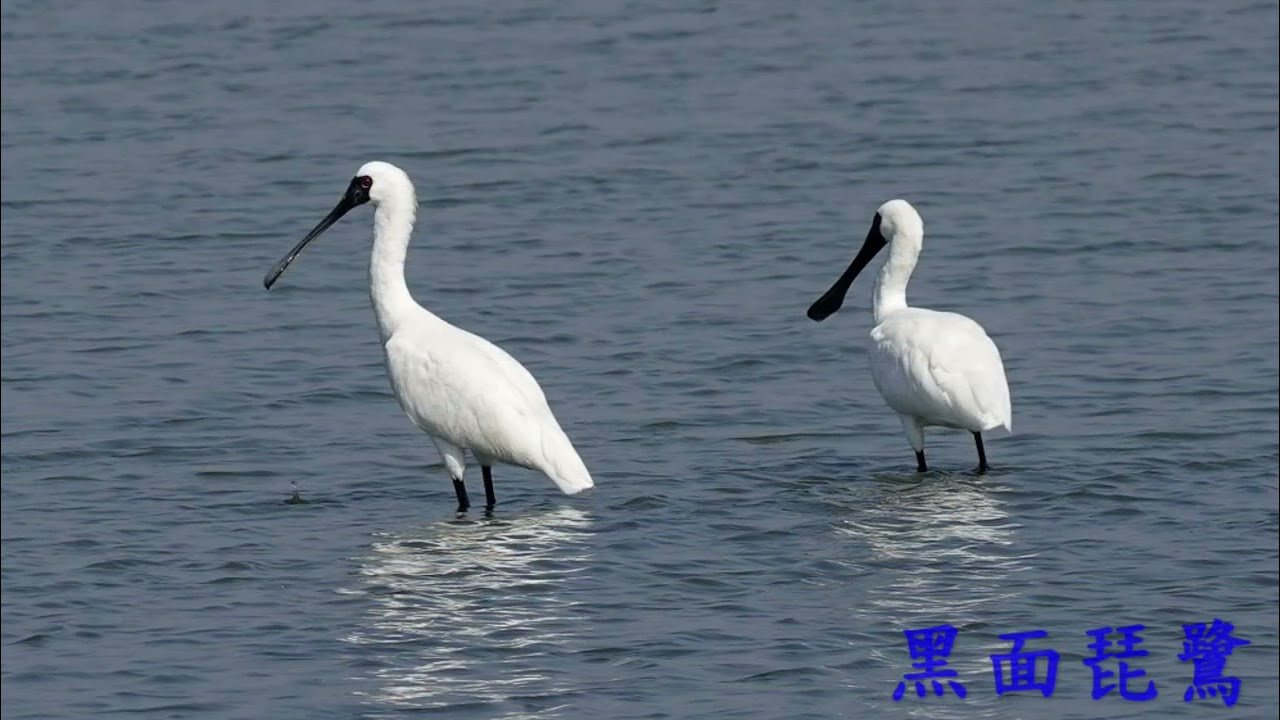 114-12-14～16嘉南賞鳥（布袋濕地生態園區、鰲鼓濕地、將軍濕地、雲林元長鄉）