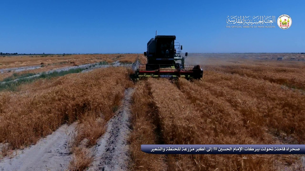 صحراء قاحلة تحولت ببركات الإمام الحسين (ع) إلى أكبر مزرعة للحنطة والشعير