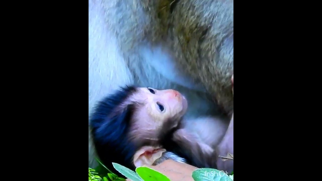 Amazing cute baby monkey 2023