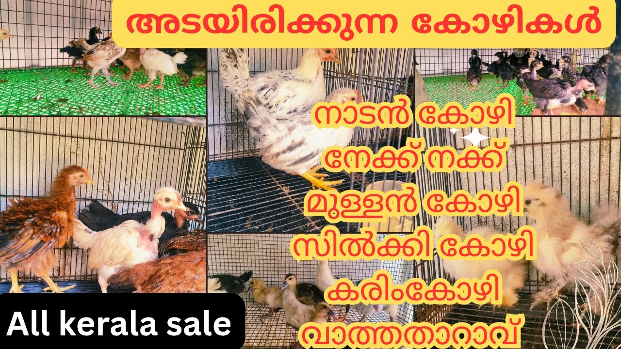 Nadankozhi || അടയിരിക്കുന്ന തനി നാടൻ കോഴികളെ  വാങ്ങിക്കാൻ ആഗ്രഹിക്കുന്നവർ ആണോ🐓🐤