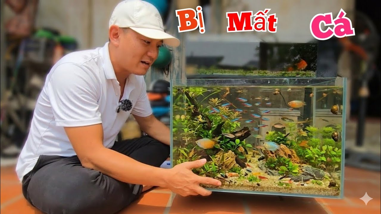Suýt Mất Tiền Oan Vì Mua Cá Cảnh Bị Rút Ruột Thế Này... 