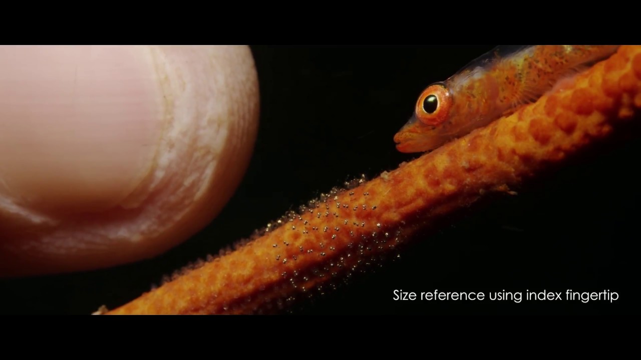 RED Epic-W 8k to HD digital zoom/crop test 1