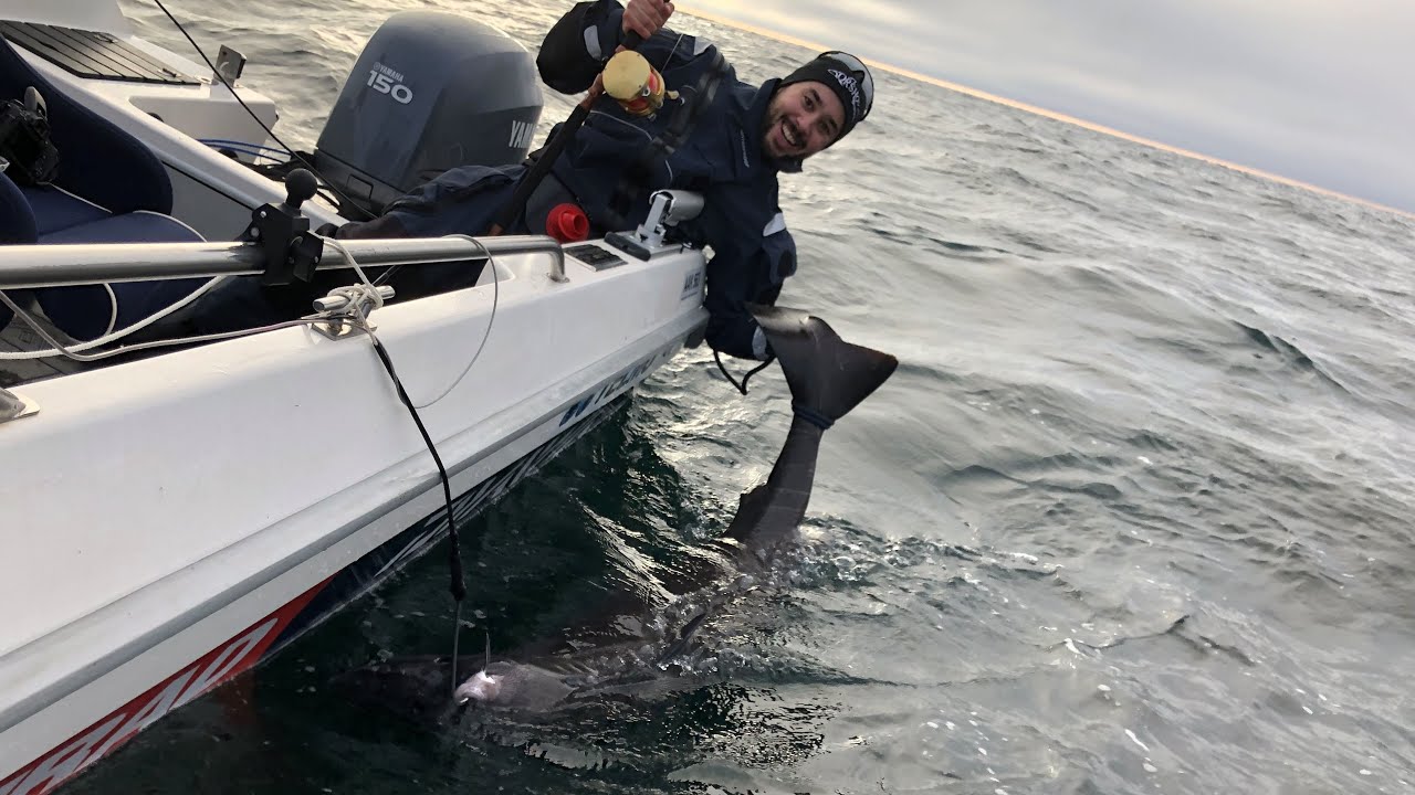 Fishing for Greenland shark in Skagerrak