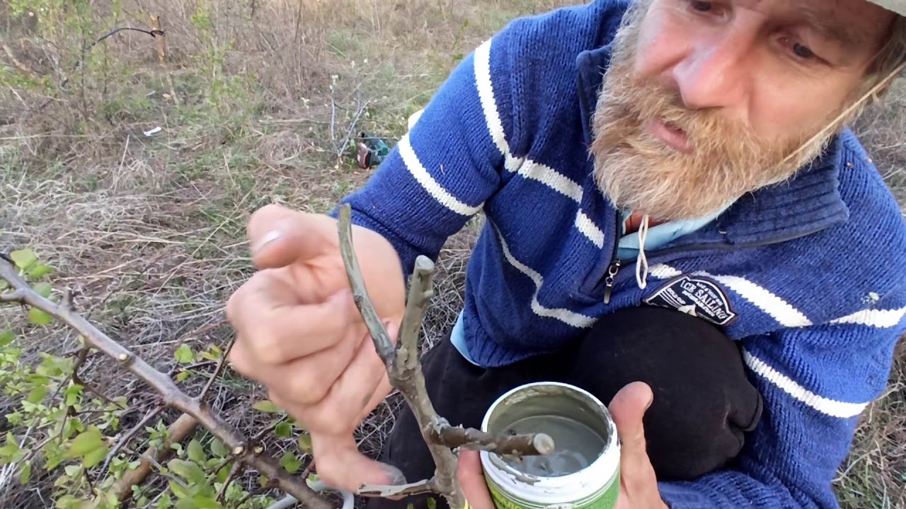 Ашладисване, Присаждане на Круша и Ябълки при закъсняване с калеми взети сега.