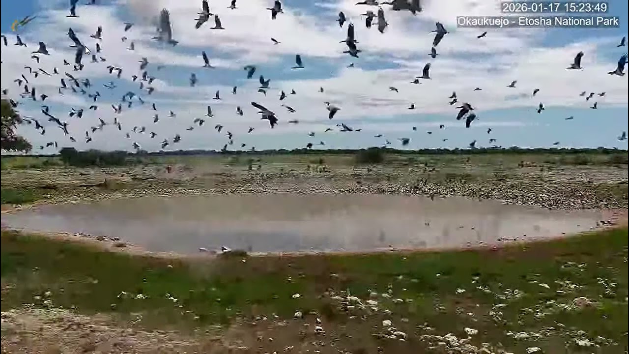Abdim's Storks take flight-Part 2(Recorded at speed 0.25). Okaukuejo Resort Wildlife Waterhole.