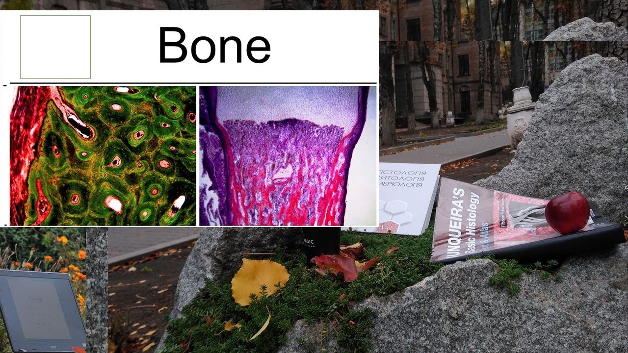 12.Bone tissue histology lecture Dnipro State Medical University 1080p
