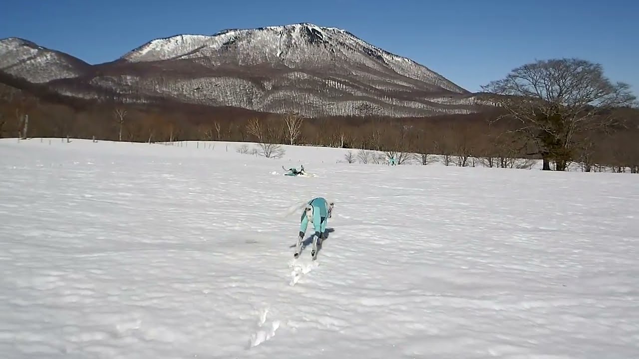 サルーキ　天羽ちゃん！お初の雪原へ🐾（Saluki）