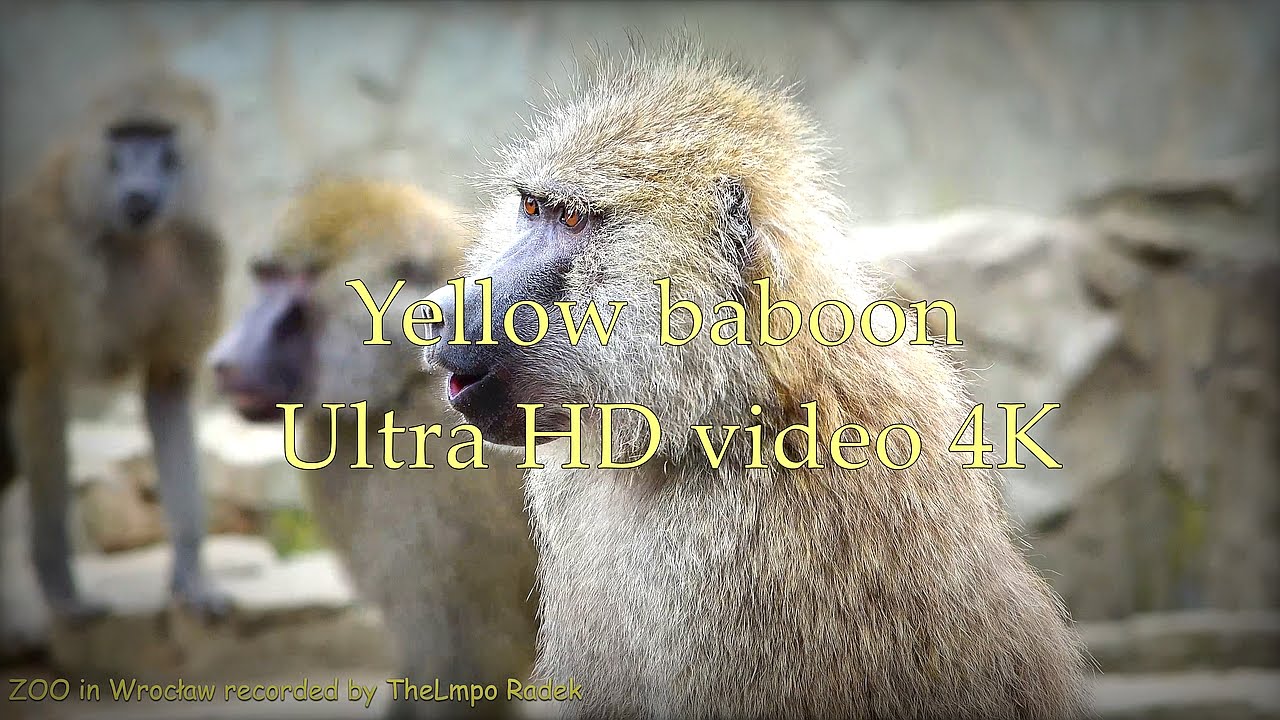 Yellow baboon - Pawian masajski - ZOO in Wrocław - Ultra HD video 4K