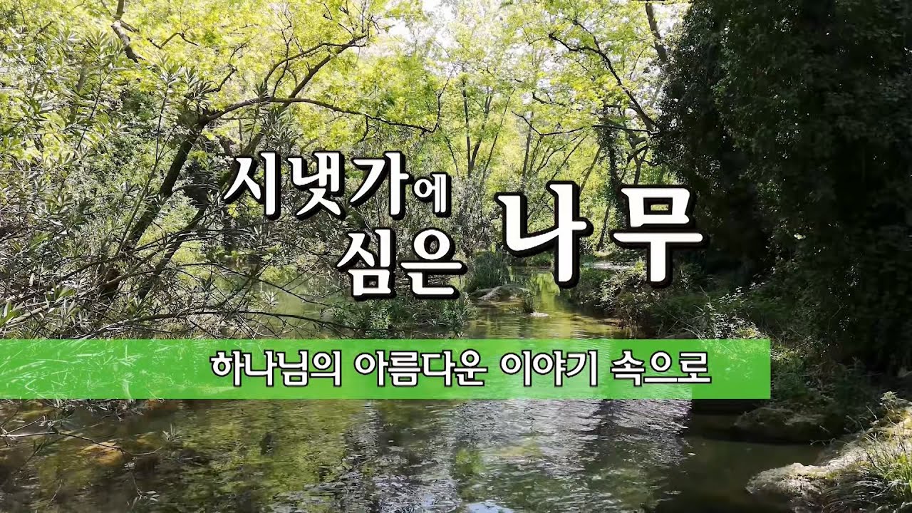 시냇가에심은나무 