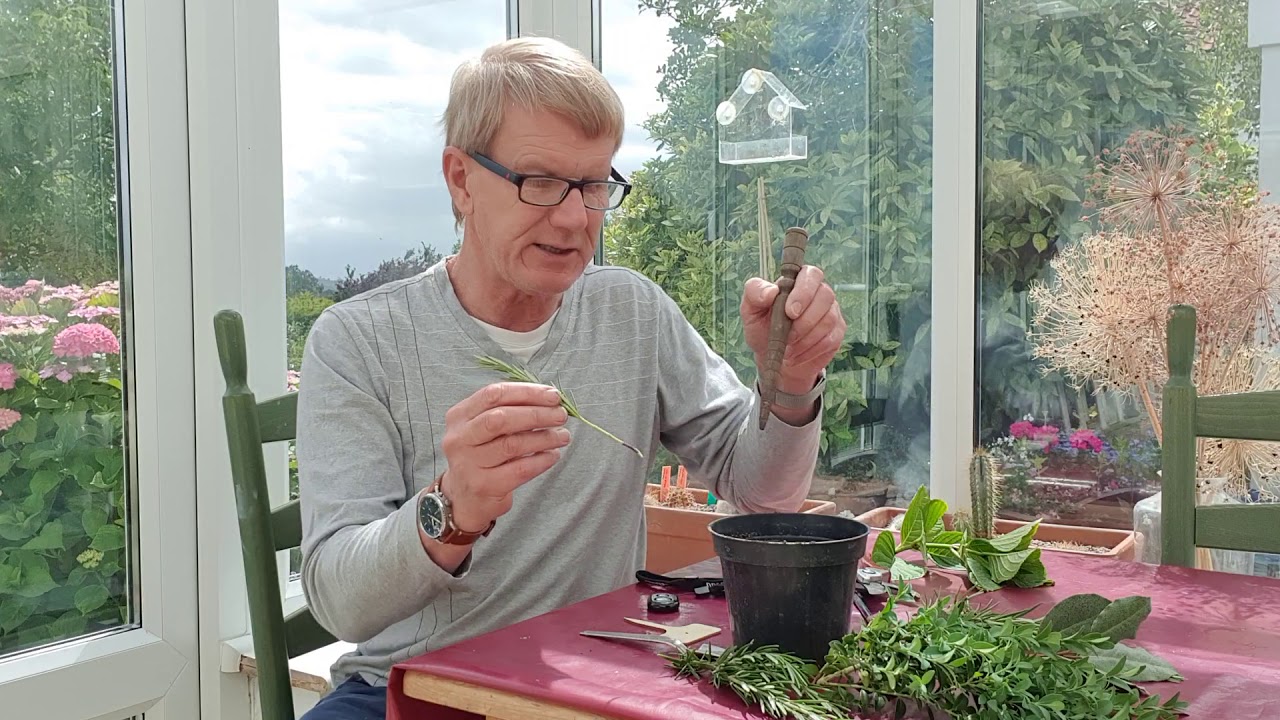 Taking semi-ripe cuttings