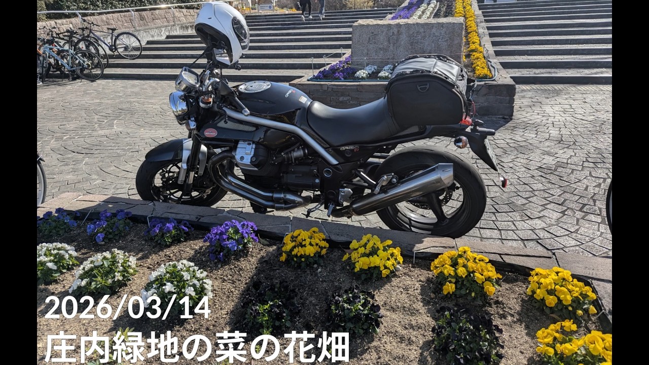 20260314庄内緑地の菜の花畑
