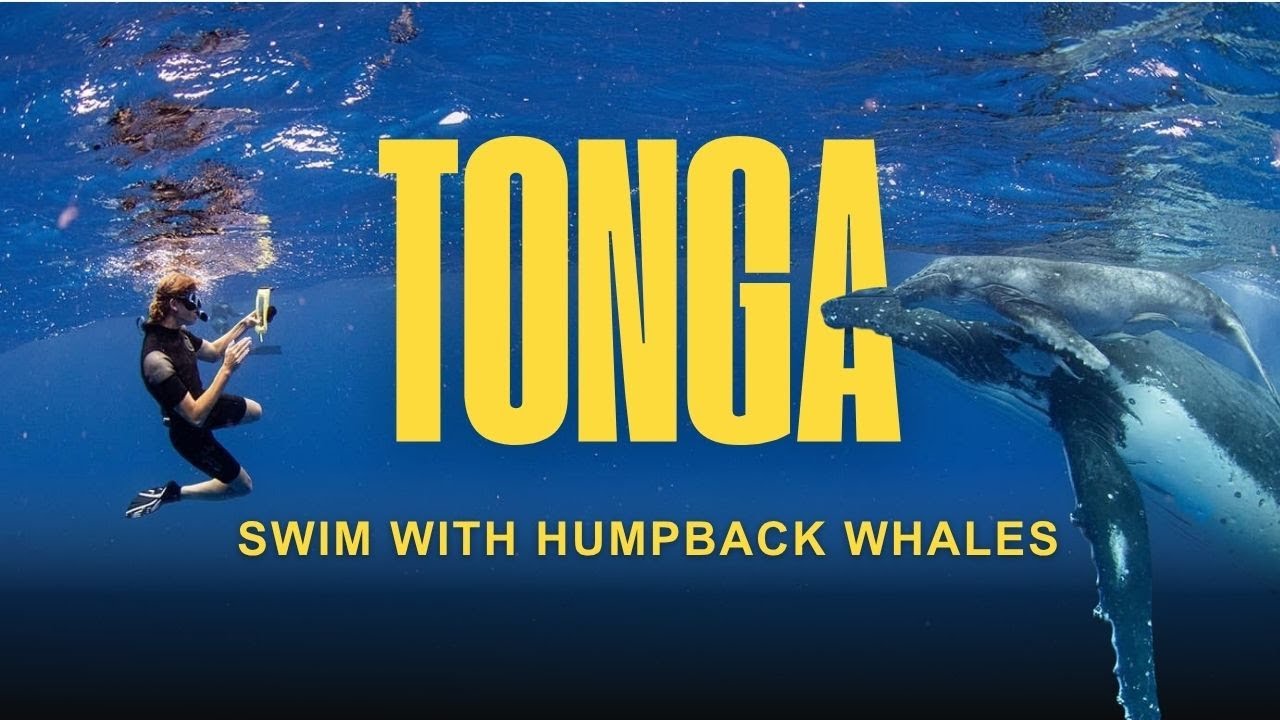Swim with Humpback Whales in Tonga (Nat Geo &ldquo;50 Tours of a Lifetime