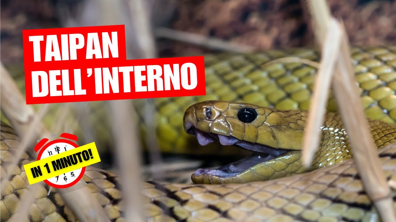 Il taipan dell'interno - Il serpente pi&ugrave; velenoso del mondo - In 1 Minuto!