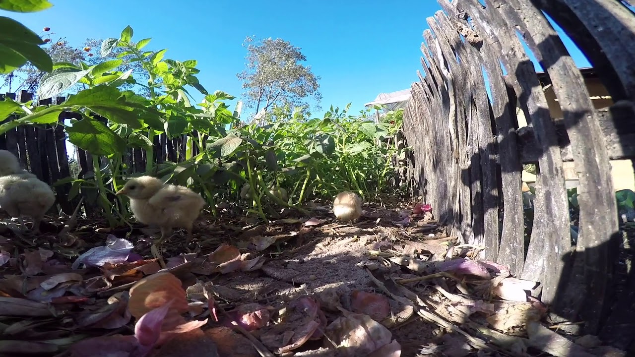 Almost Heaven Permaculture Farms Nepal