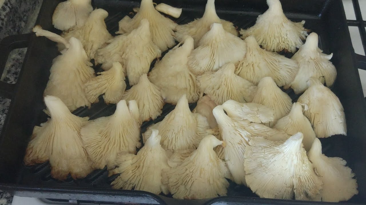 🤤ET KADAR LEZZETLİ BU MANTAR ! BU ŞEKİLDE IZGARA TADINDA OLUYO! DOYUM OLMAZ BU LEZZETE!