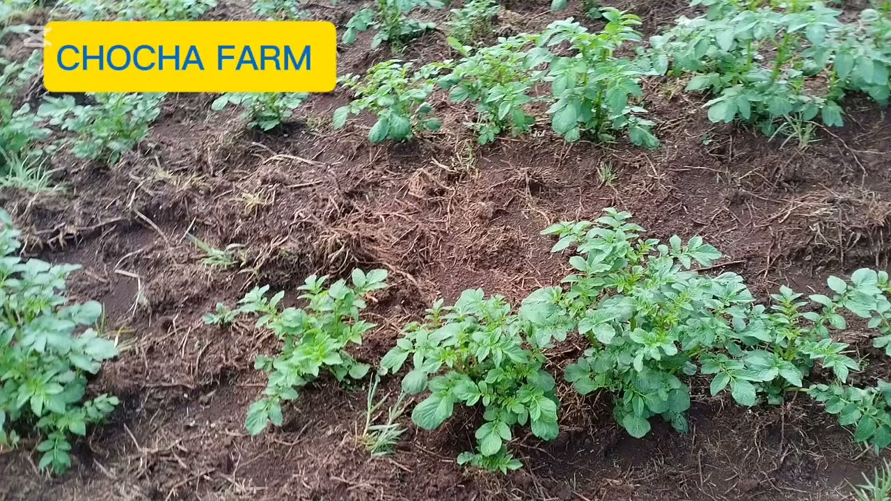 Rainy day as I spray my young potatoes in farm.