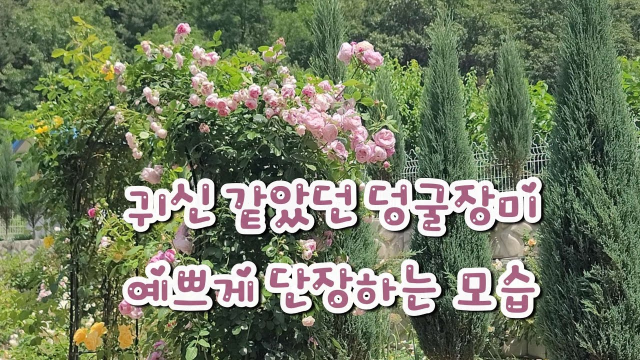 여름의 덩굴장미 전정하는 방법 ㅣ 정원에 핀 여름꽃과 가드닝 ㅣ귀신같은 장미도 깔끔하게 전정하는 방법