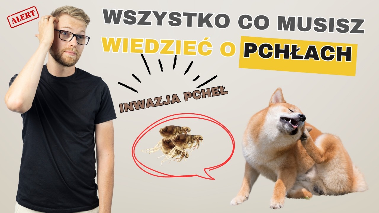 Pchły u psa i kota - jak je rozpoznać i jak się ich pozbyć 🪳🪳