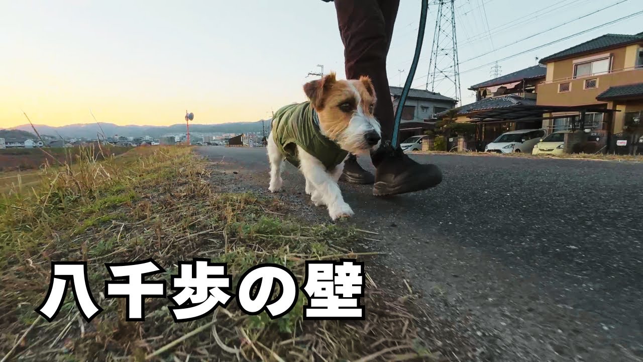 激寒の中を汗かくまで散歩してようやく・・・