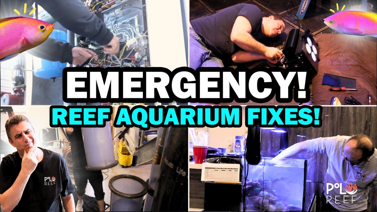 Freezing Weather, Equipment Failures & a Full Reef Tank Reset! | A Busy Day at Polo Reef.