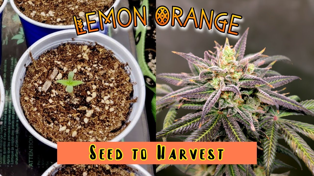 Lemon Orange, Candy Kush, Watermelon - Seed to harvest