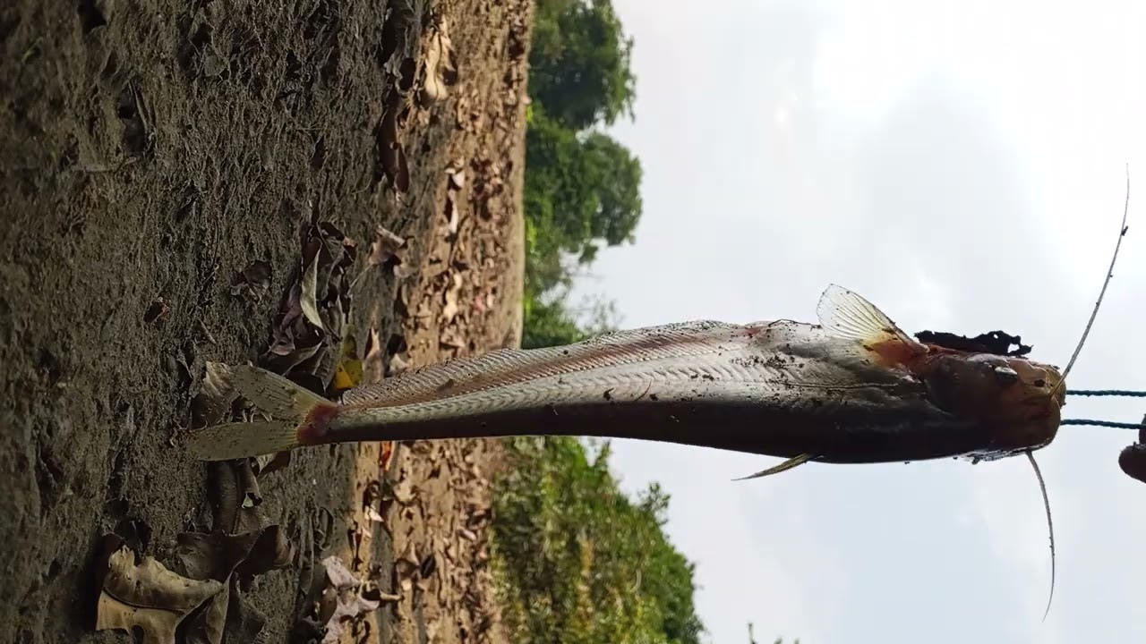 Fish video 📸 fishing video | lake fish video | 