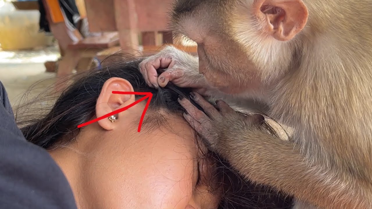 Little Zueii Monkey Grooming Her Sister When She Napping Sweet Dream