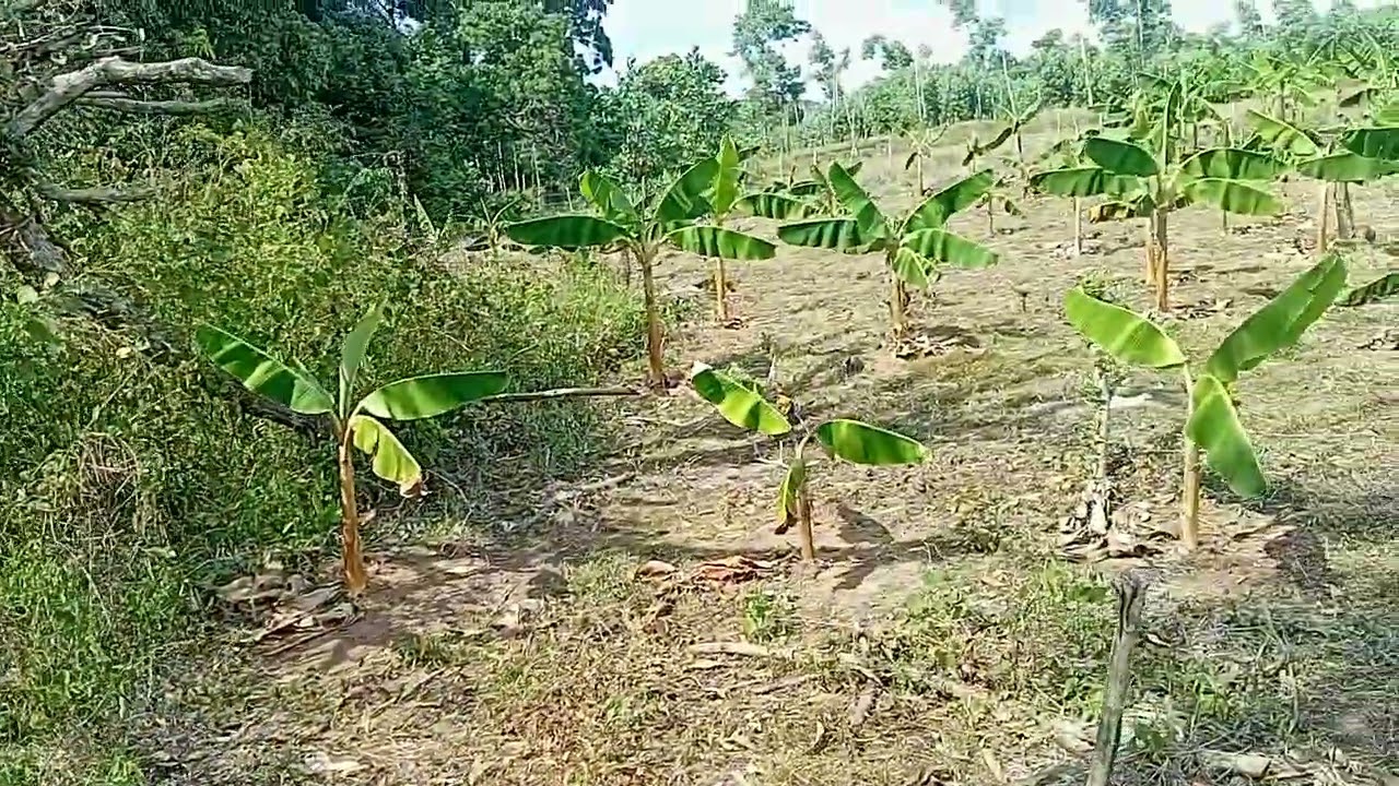 Como producir dinero en 4 meces de comprar un terreno  #motivacion #campo #pollo #videos #viral 