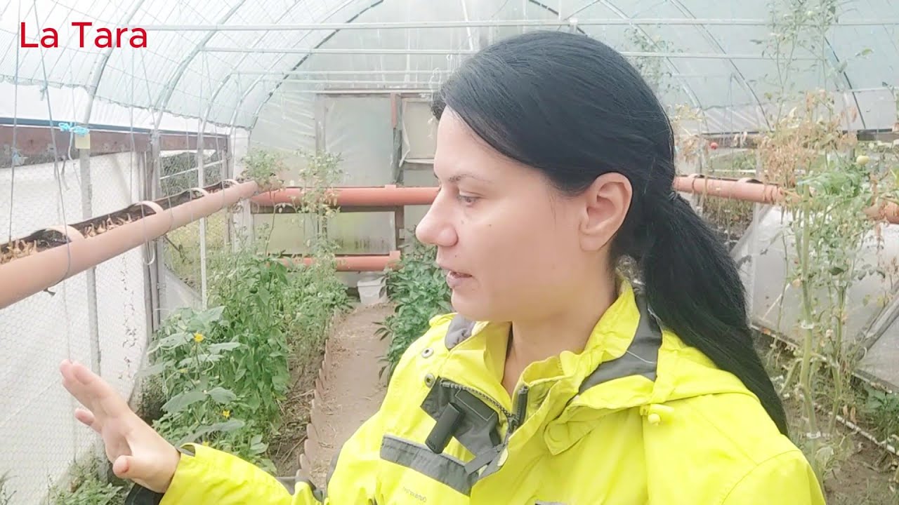Protejarea culturilor de legume din seră. Combaterea insectelor dăunătoare