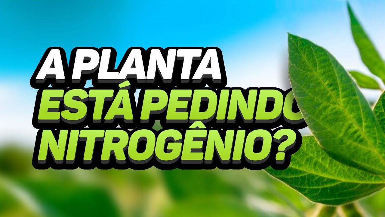 QUAL É O PRINCIPAL PARÂMETRO QUE INDICA NECESSIDADE DE NITROGÊNIO NA LAVOURA?