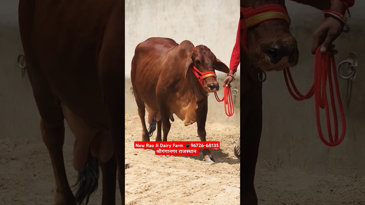 🏆 Чемпион 🏆 Корова Сахивал 👌 Корова Сахивал высшего класса на продажу #trends #cow #farm #sahiwal...