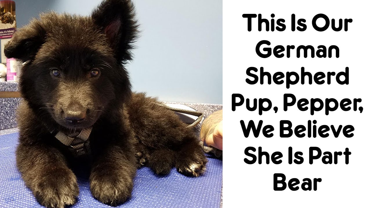 Times German Shepherd Puppies Were The Purest Things In The World