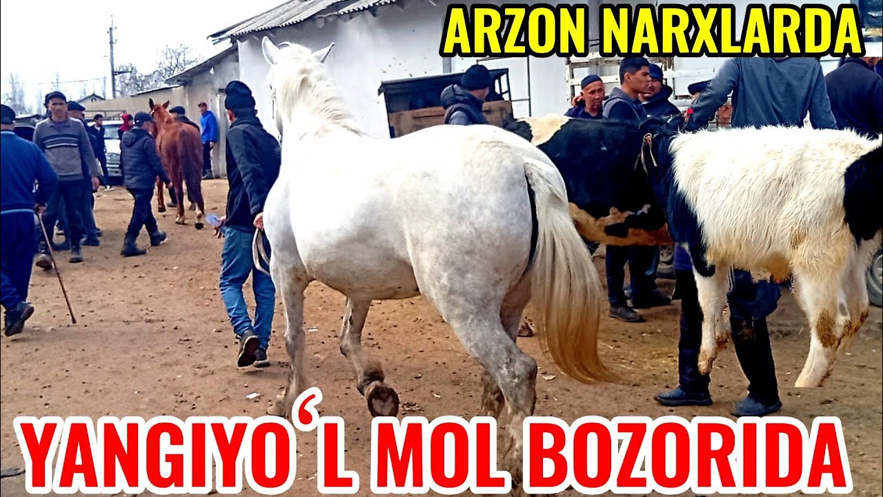 YANGIYOʻL MOL BOZORIDAGI BUGUNGI NARXLAR 🐐🐑🐏🐄🐂🦬🐎