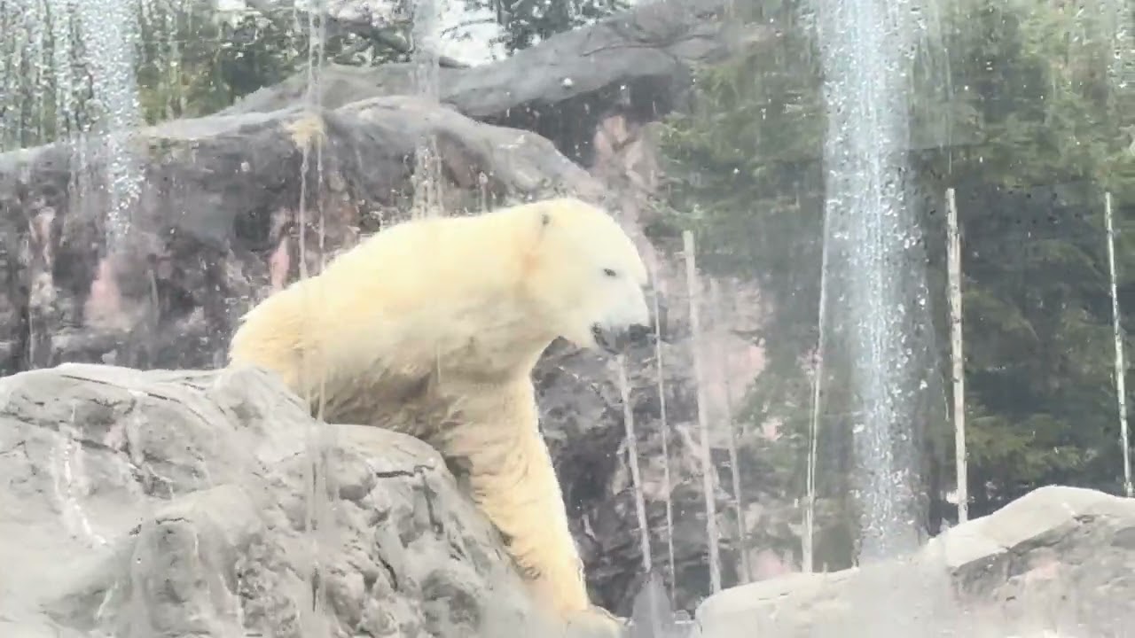 八木山動物公園   ホッキョクグマ   カイ